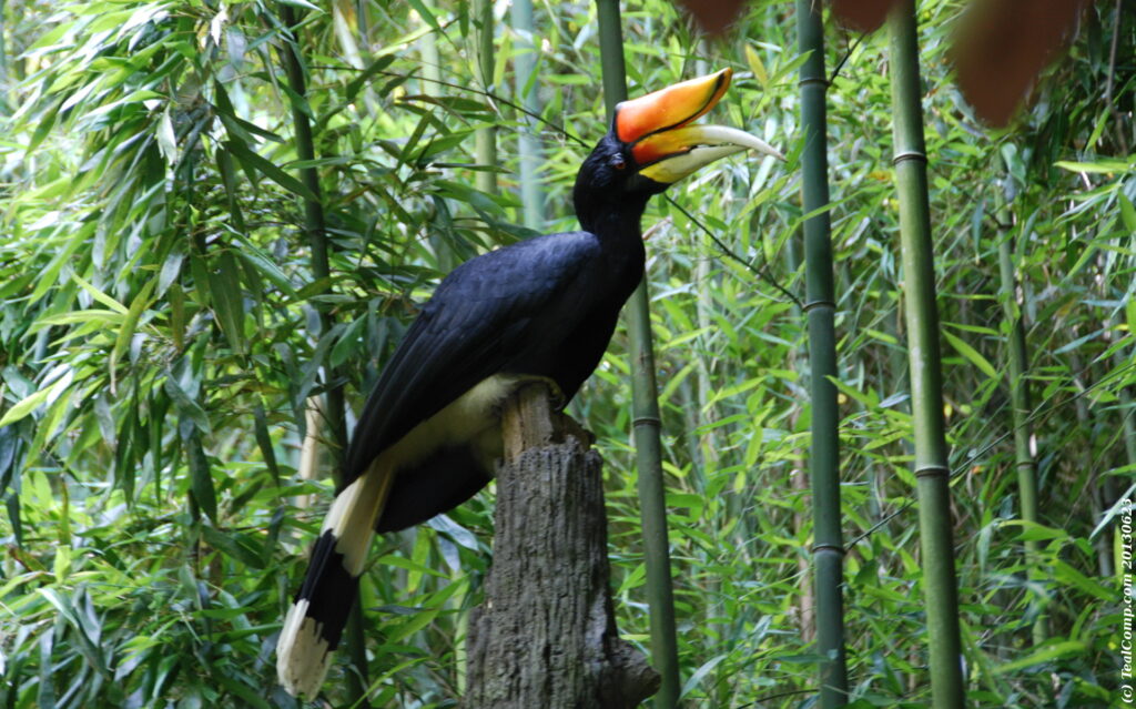 bird watching Malaysia hornbill