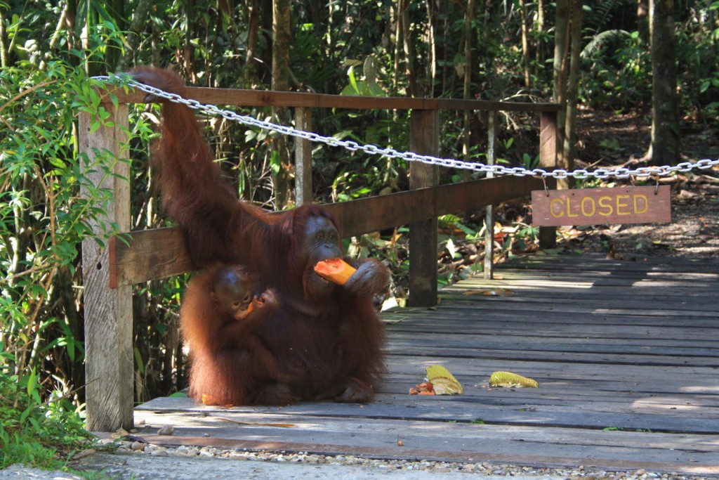 orangutans-semenggoh