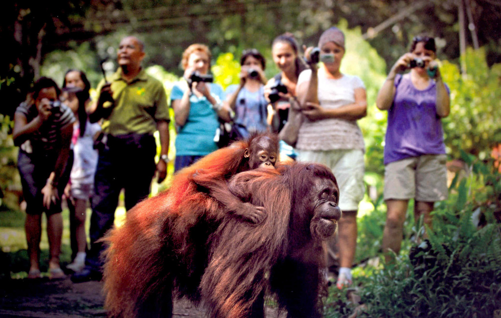 feeding-orangutans