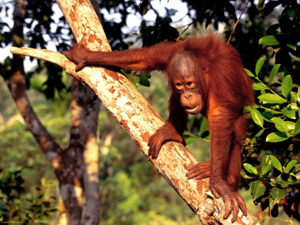 orang utan borneo