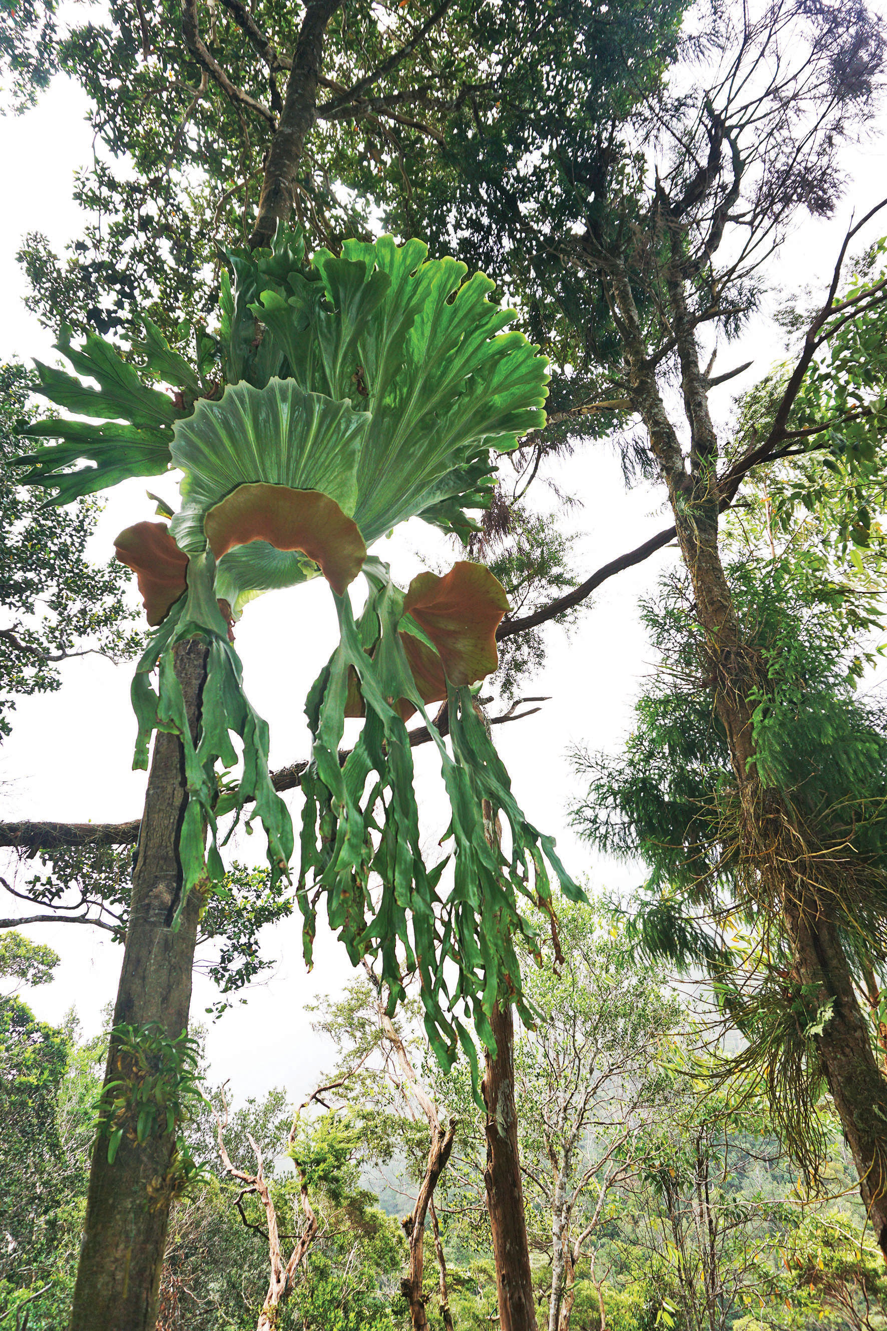 Hiking To Mount Jerai Before Dining At Kedah S Deer Farm Goasiaplus